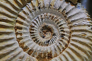 Abstract amonite fossil background