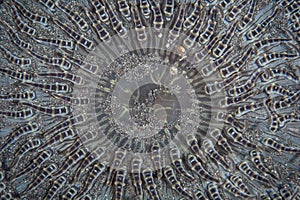 Abstract of Anemone Growing on Reef in Indonesia