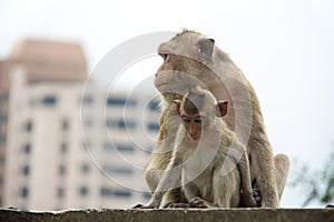 Abstract animal Monkey, feeling love with her family