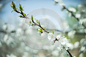 Abstract apricot blossom branch with green blue colors