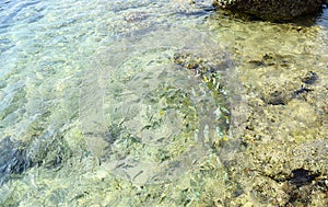 Abstract Aqua Marine Life Background - Fish in Clean Water with Underwater Corals and Stones