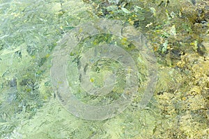 Abstract Aqua Marine Life Background - Fish in Clean Water with Underwater Corals and Stones
