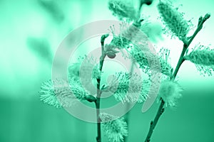 Abstract Aqua menthe color or turquoise flowers in dew drops . Color trends 2020. background image. space for text