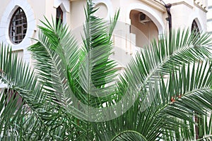 Abstract architectural background with exptic palm tree leaves on foreground