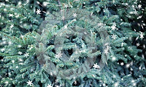 Green Christmas background, green spruce branches, Christmas tree in the forest, coniferous, white snowflakes, snow, snowflake