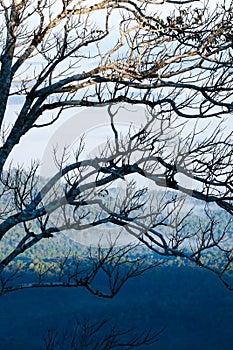 Abstract art of bare branches of wild tree