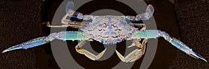 Abstract Art Blue Crab