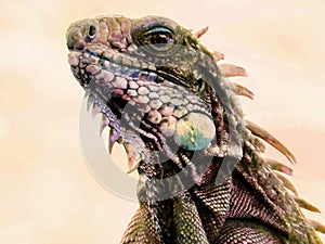 Abstract Art: Green Iguana In Oil Paint Effect