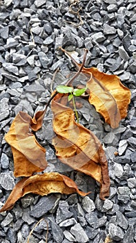 Abstract art green tree in yellow leaf on stone.