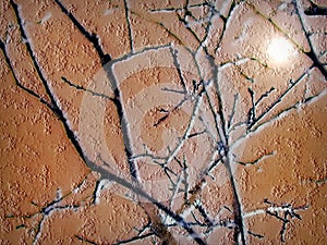 Abstract Art: Winter Birch In The Morning Sun