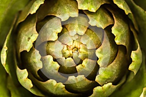 Abstract artichoke photo