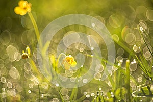 Abstract artistic photo. Natural natural background. Grass in dew and delicate flowers in the dew is out of focus