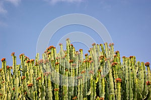 Abstract artistic view of Euphorbia candelabrum, giant succulent plant