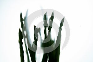 Abstract asparagus backlighted with white background