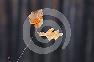 Abstract autum oak tree twig