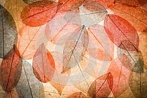 Abstract autumn background