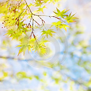 Abstract autumn background