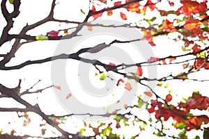 Abstract autumn background