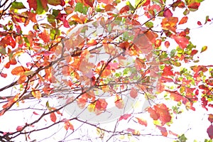 Abstract autumn background