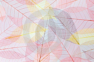 Colors of Autumn.Abstract transparent Leaves Background photo