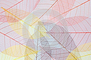 Colors of Autumn.Abstract transparent Leaves Background photo