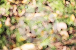 Abstract autumn background. Blurry natural greenery bokeh. Defocused colorful leaves on the grass.