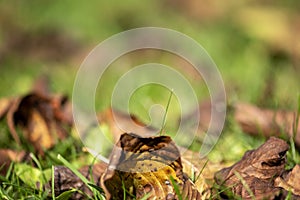 Abstract autumn background. Blurry natural greenery bokeh. Defocused colorful leaves on the grass. Warm yellow golden color tone