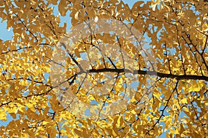 Abstract autumn background. Bright colorful ginkgo biloba tree, yellow orange foliage in fall park. Golden autumn leaves