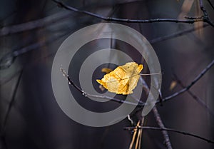 Abstract autumn background with bright yellow leaves in sunbeams for design, postcard, wallpaper. Nature autumn fall background.