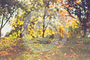 Abstract autumn background. Colorful leaves and bokeh blurred background