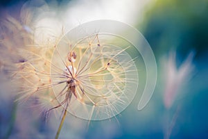 Closeup autumn seasonal dandelion flower on blurred sunset landscape