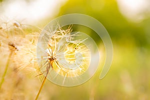 Dettagliato autunno stagionalmente dente di leone fiore sul sfocato tramonto 