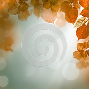 Abstract autumn background, evening light