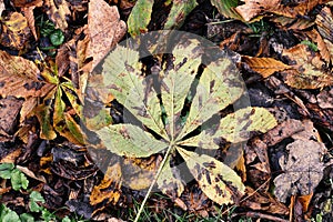 abstract autumn background - fallen leaves