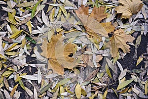 abstract autumn background - fallen leaves