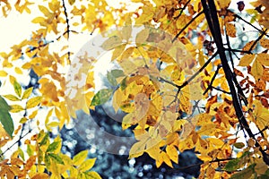 Abstract autumn background, old orange leaves, dry tree foliage, soft focus, autumnal season, changing of nature, bright sunlight