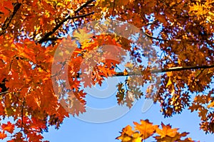 Abstract autumn background, old orange leaves, dry tree foliage, soft focus, autumnal season, changing of nature, bright sunlight