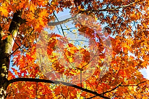 Abstract autumn background, old orange leaves, dry tree foliage, soft focus, autumnal season, changing of nature, bright sunlight