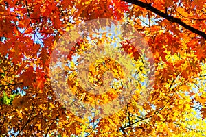 Abstract autumn background, old orange leaves, dry tree foliage, soft focus, autumnal season, changing of nature, bright sunlight