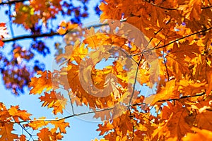 Abstract autumn background, old orange leaves, dry tree foliage, soft focus, autumnal season, changing of nature, bright sunlight