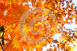 Abstract autumn background, old orange leaves, dry tree foliage, soft focus, autumnal season, changing of nature, bright sunlight