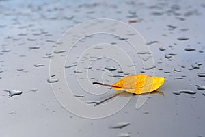 Abstract autumn background. Rain drops and yellow leaves on a gray background.
