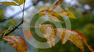 Abstract autumn background rain leaves wallpaper park