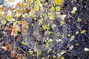 abstract autumn background - shrub
