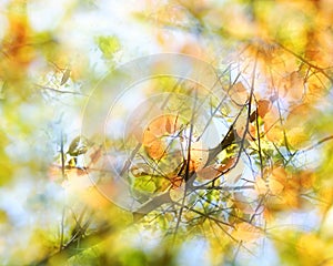 Abstract autumn background, view into a tree with colorful leaves against a bright sky, multiple exposure with sharp and blurred