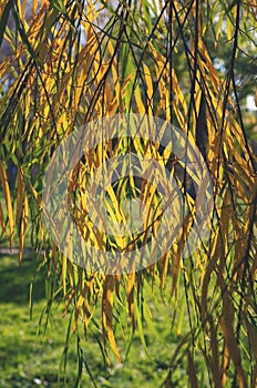 Abstract autumn background. Willow branches and yellow leaves