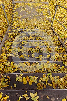 Abstract autumn background. Yellow autumn leaves on the stairs.