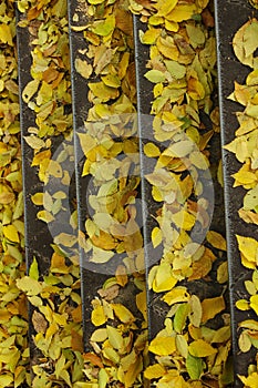 Abstract autumn background. Yellow autumn leaves on the stairs.