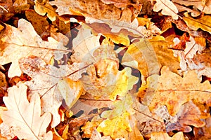Abstract autumn background, yellow leaves