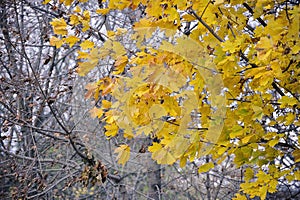 abstract autumn background - yellow maple leaves